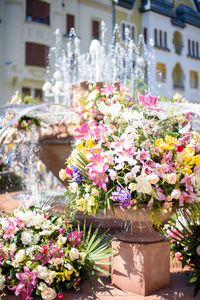 flowering plant