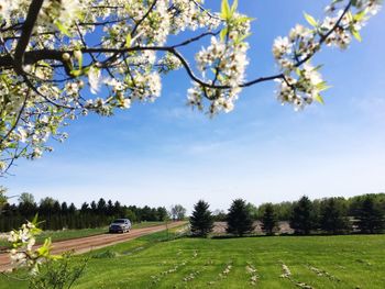 Cherry blossoms on field by road against sky