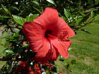 Close-up of red hibiscus blooming outdoors