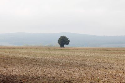 Trees on field against sky