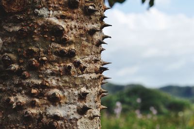 Close-up of tree against sky