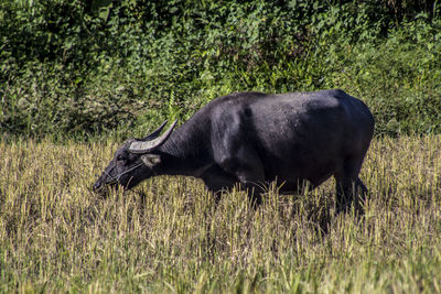 Side view of a horse on field