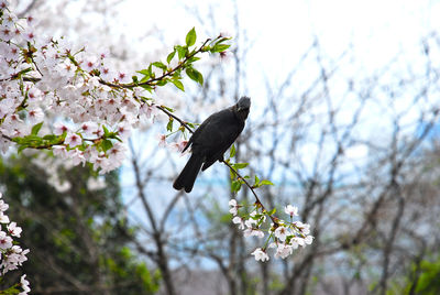 Low angle view of bird perching on tree