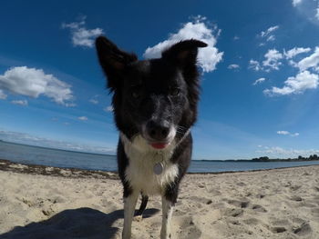 Dog on the beach