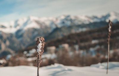 Close-up of frozen plant against mountain