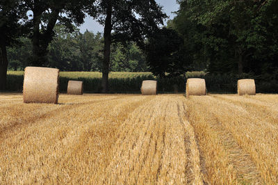 Hay bales on field