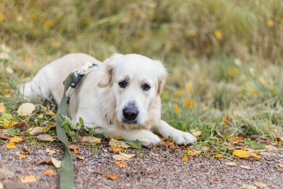 Dog relaxing on field