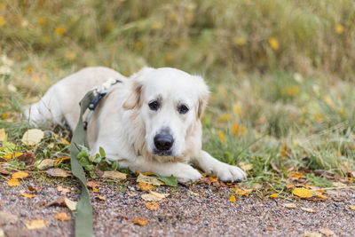 Golden retriever pale young dog is relaxing on the grass