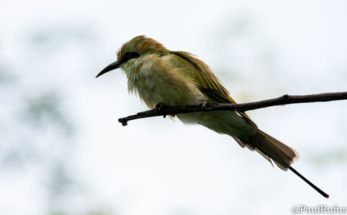 Low angle view of bird perching against sky