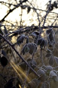 Close-up of dried flowers on branch