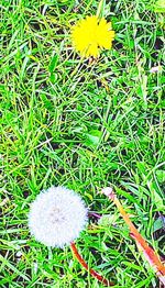 High angle view of dandelion on field