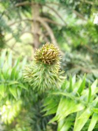 Close-up of flower against blurred background