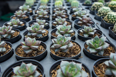 High angle view of succulent plants in greenhouse