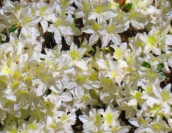 Full frame shot of flowers