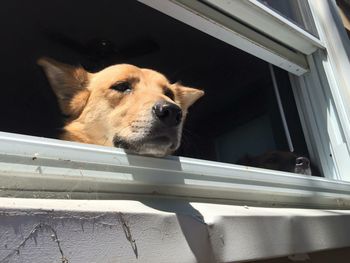 Close-up portrait of dog looking through window
