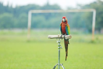 Bird perching on a field