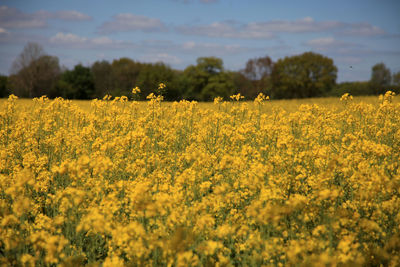 Scenic view of oilseed rape field against sky