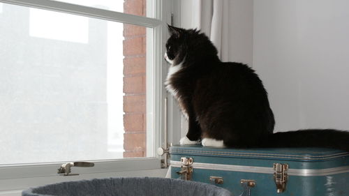 Cat looking away while sitting on window