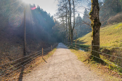 Footpath amidst trees against sky