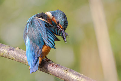 Close-up of bird perching on branch