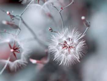 Close-up of dandelion against white background