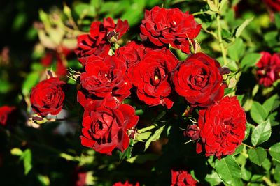 Close-up of red roses