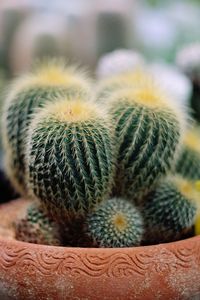 Close-up of cactus flower