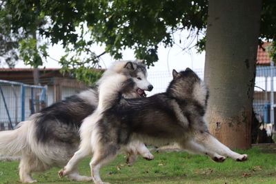 View of a dog in the park