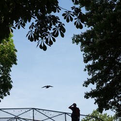 Low angle view of birds flying against sky