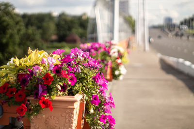 Close-up of pink flowering plant on road