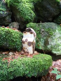 Close-up of mushrooms growing on rock