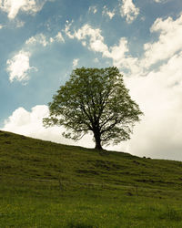 Tree on field against sky