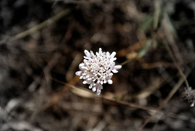 Close-up of white flower blooming on tree