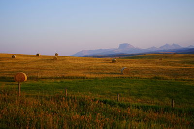 Scenic view of field against clear sky