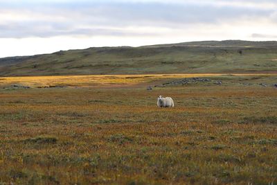 View of sheep on field