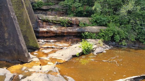Close-up of plants growing by river in forest