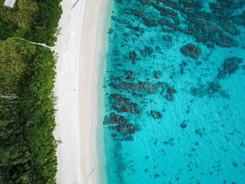 High angle view of trees at beach