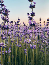 Close-up of purple flowering plants on field