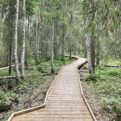 Boardwalk amidst trees in forest