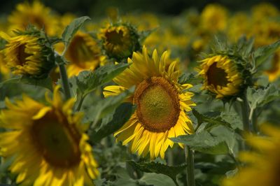 Close-up of bee pollinating on sunflower