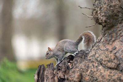 Squirrel on tree trunk