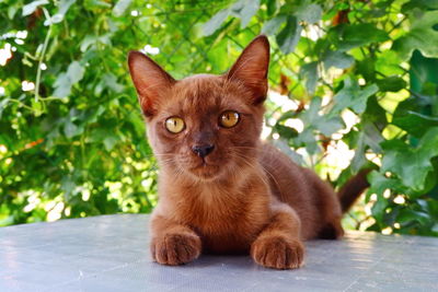 Portrait of cat sitting on plant