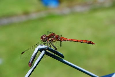 Close-up of dragonfly on metal