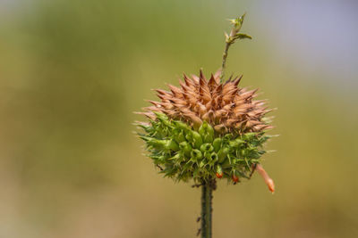 Close-up of thistle plant