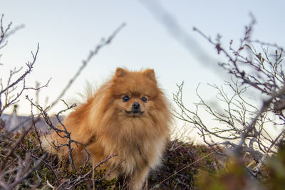 Close-up of dog