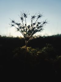 Close-up of flower growing on field against clear sky