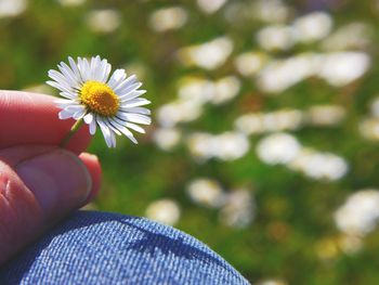 Cropped hand holding flower