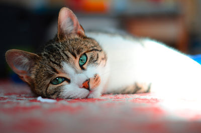 Close-up portrait of a cat