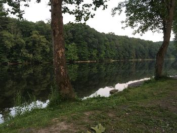 Scenic view of lake in forest