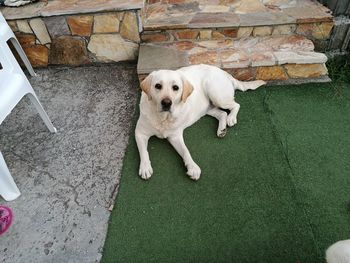 Portrait of dog sitting on carpet